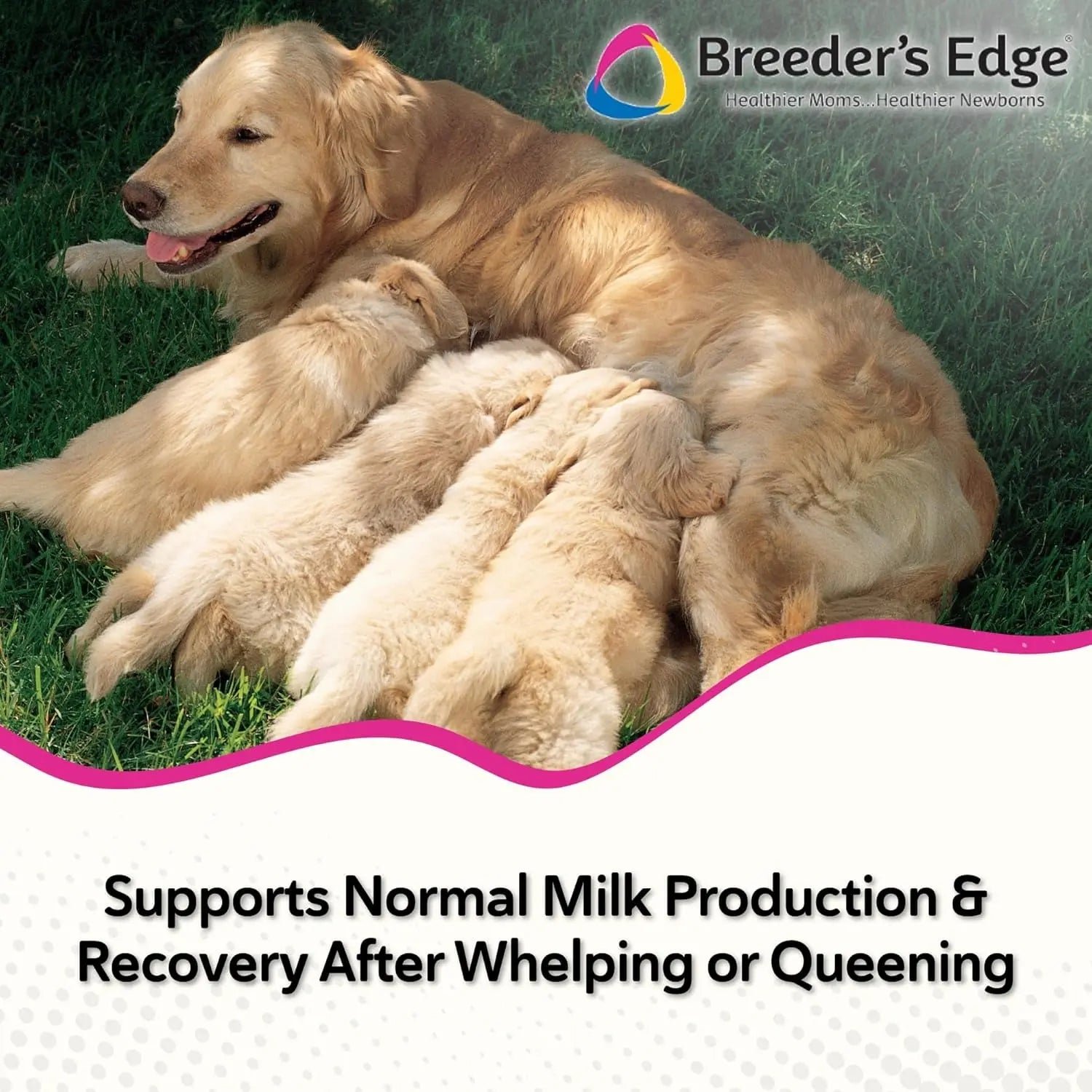 Postnatal Support Chews for Nursing Dogs & Cats — 40 Count
