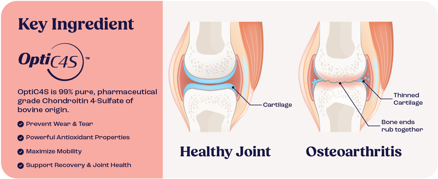 Cat Joint Supplement Chondroitin Mobility Support Natural Formula